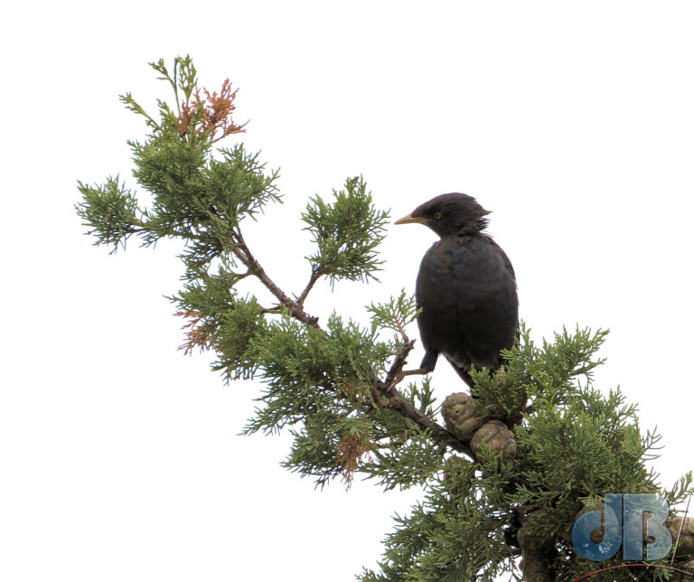 Chinese Starling or Crested Myna