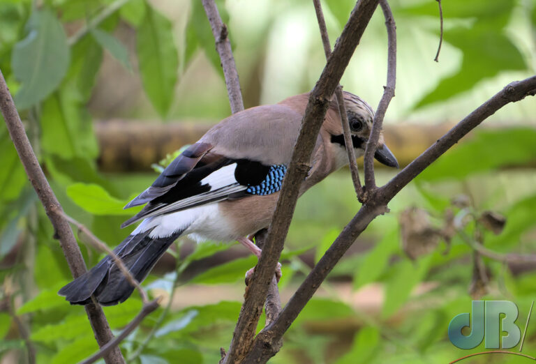 Eurasian Jay