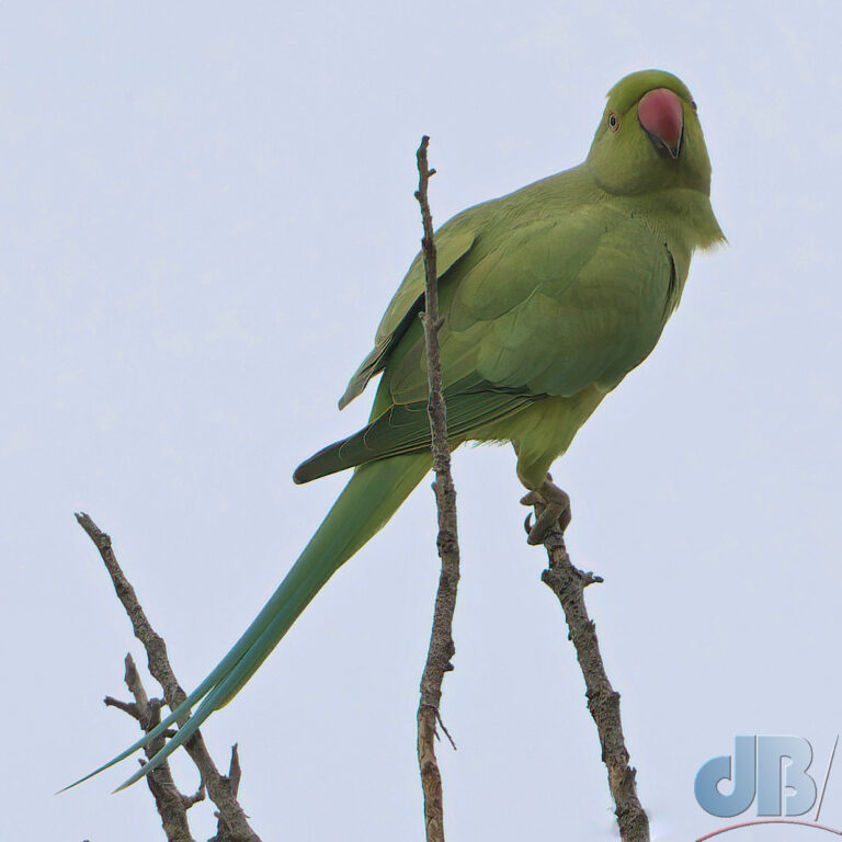 Rose-ringed Parakeet