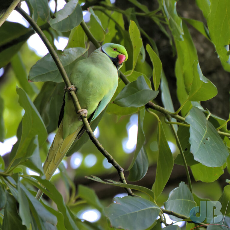 Male Rose-ringed Parakeet