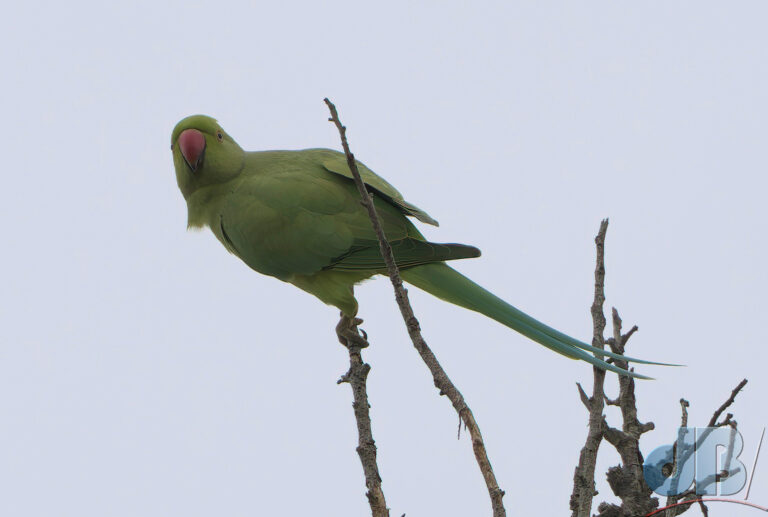 Rose-ringed Parakeet, one of many at the Portuguese Naval Museum in Belém