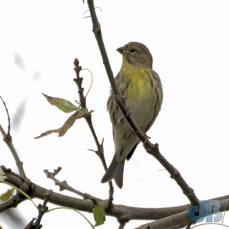 European Serin