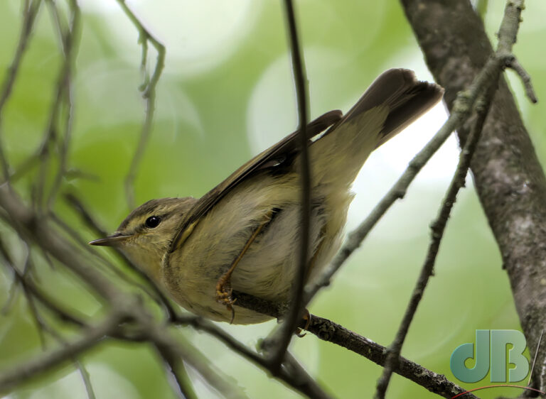 Willow Warbler in the Botanical Gardens