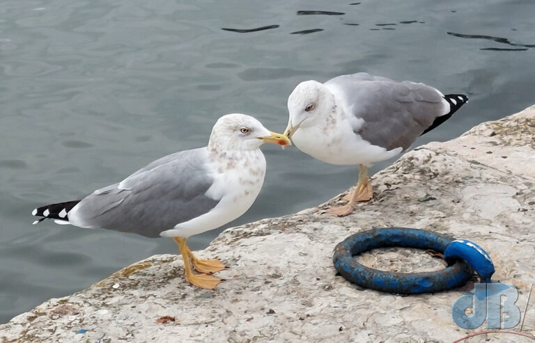 Yellow-legged Gulls, quayside, Lisbon