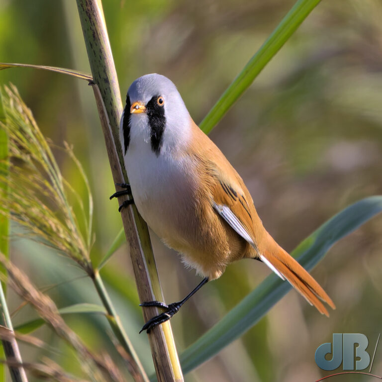 Male Bearded Reedling