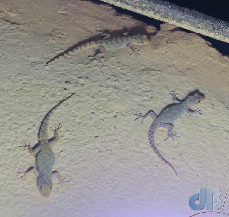 Mediterranean house gecko, Hemidactylus turcicus