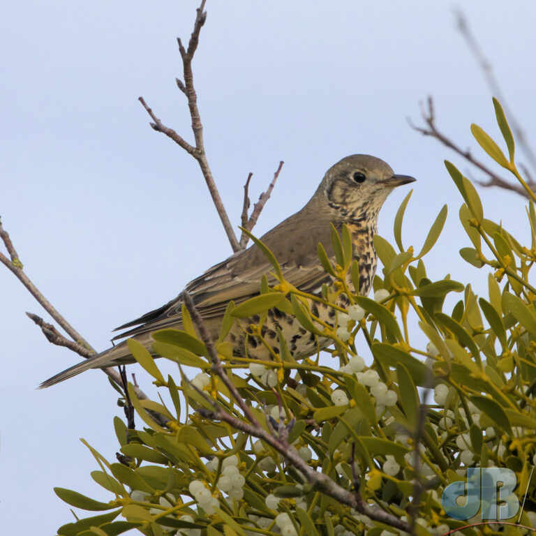 Mistle Thrush in the mistletoe