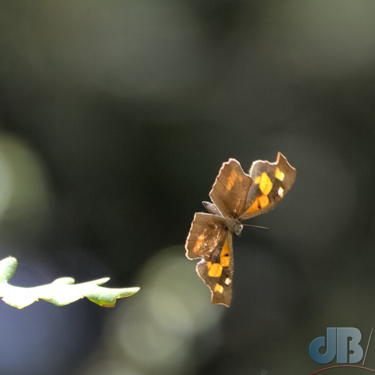 Nettle-tree Butterfly, Libythea celtis