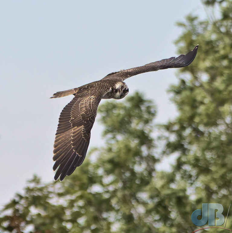 Eurasian Osprey in flight, Pandion haliaetus haliaetus