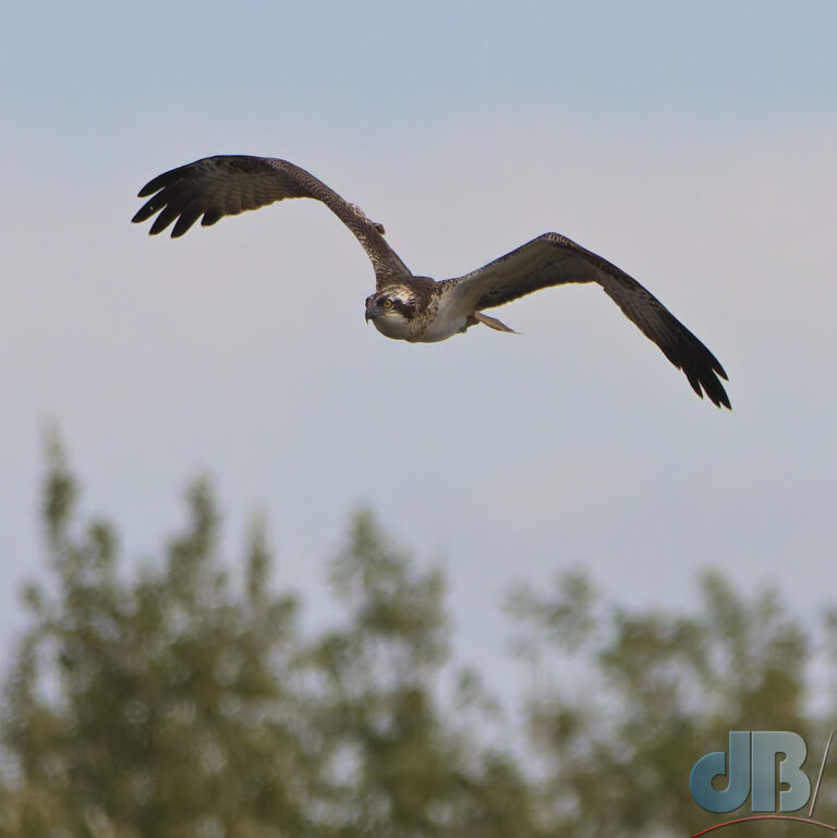 Eurasian Osprey in flight, Pandion haliaetus haliaetus