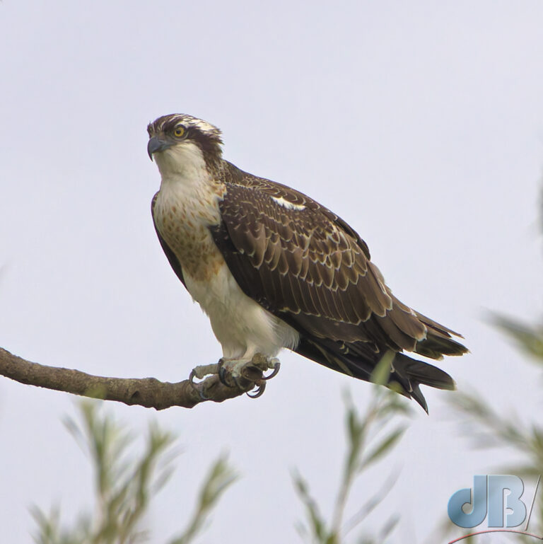 Eurasian Osprey in flight, Pandion haliaetus haliaetus