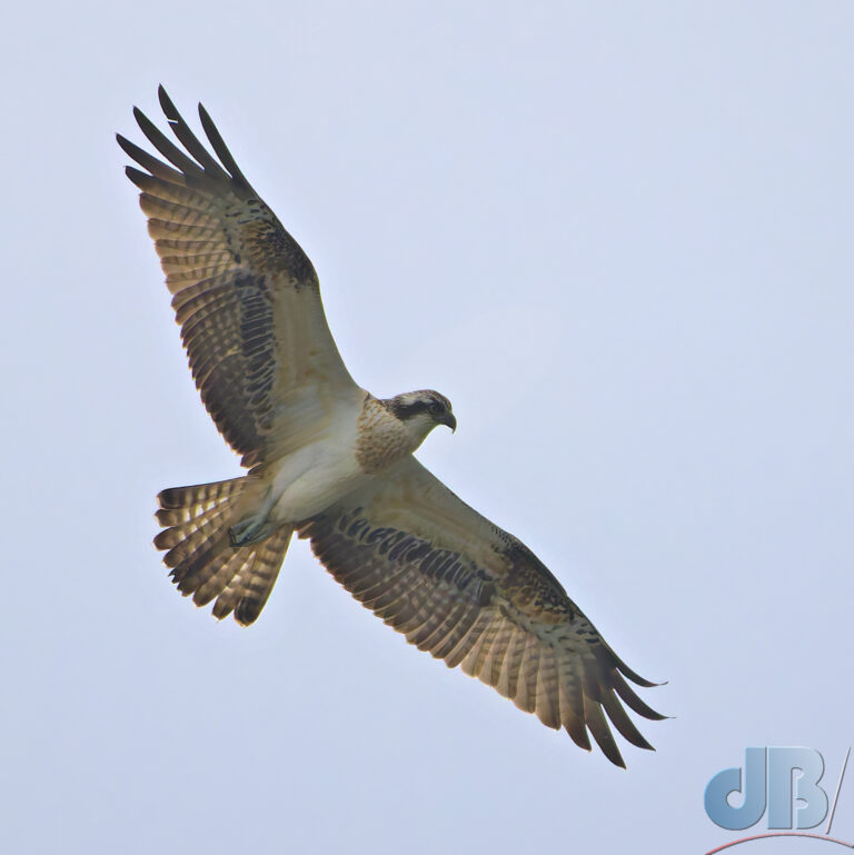 Eurasian Osprey, Pandion haliaetus haliaetus