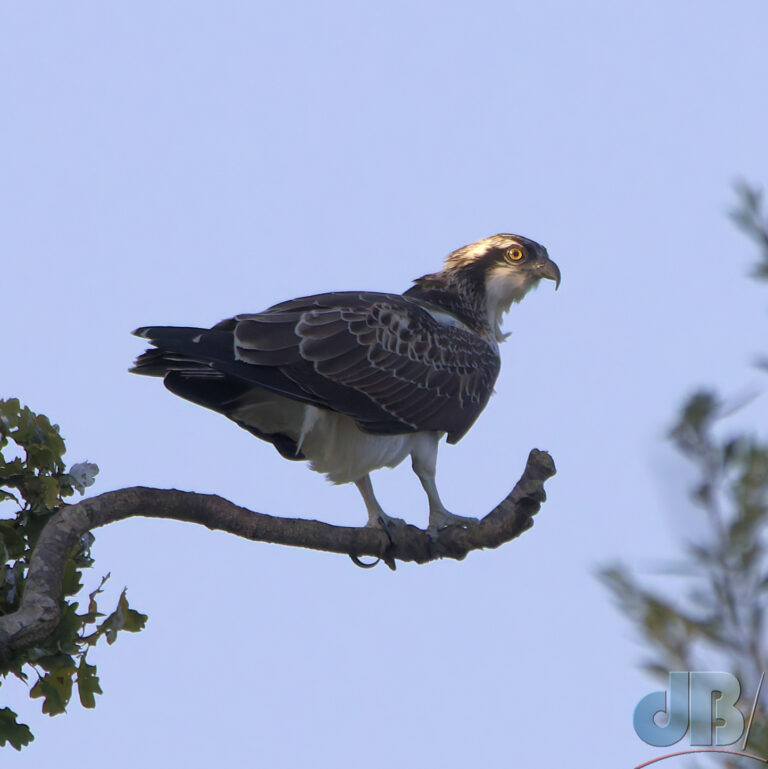 Juvenile Osprey, I suspect female as it did a lot of mock mating bows when I saw it on Sunday