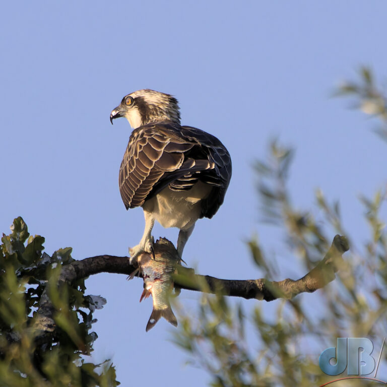 Juvenile Osprey with piscine prey