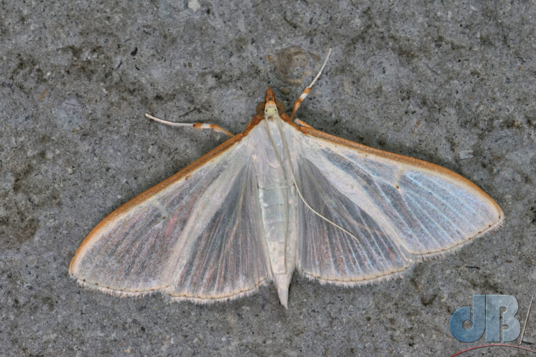 Palpita vitrealis, a relatively rare immigrant moth in the UK. Also known as the Jasmine Moth or the Olive-tree Pearl