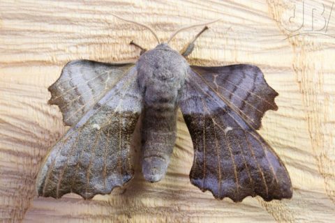 Hawk moths and willowherbs
