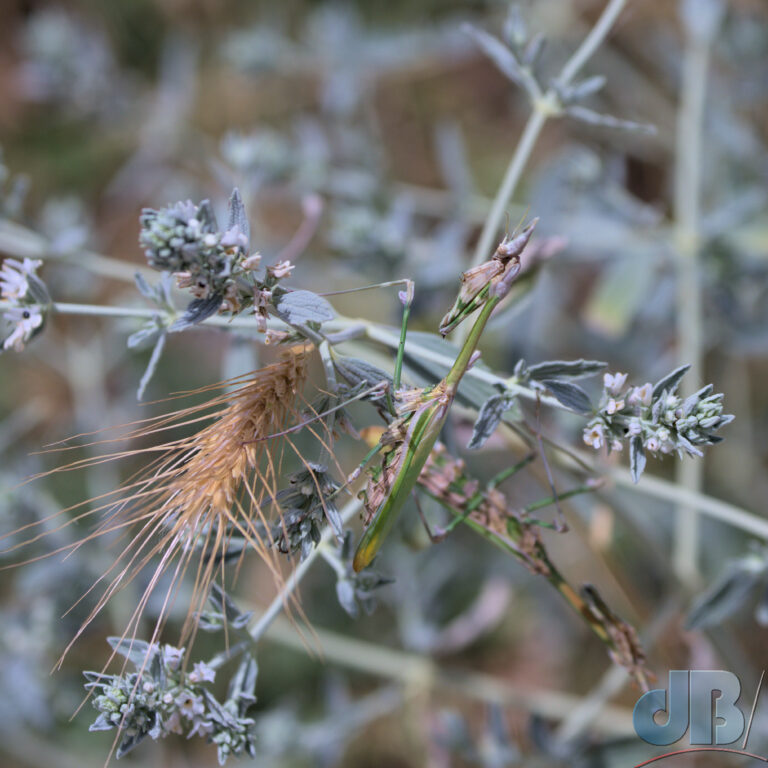 Praying mantis, Empusa fasciata