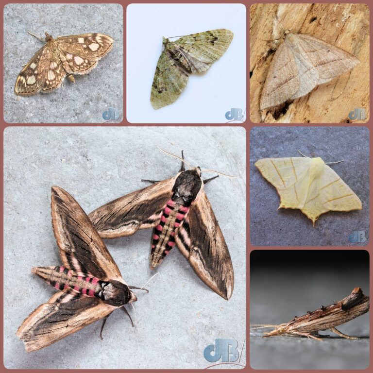 Clockwise from top-left: better shot of Anania coronata, V-Pug, Brown Silver-line, Swallow-tailed Moth, Wainscot Smudge, two Privet Hawk-moth, one with a missing chunk from its wing