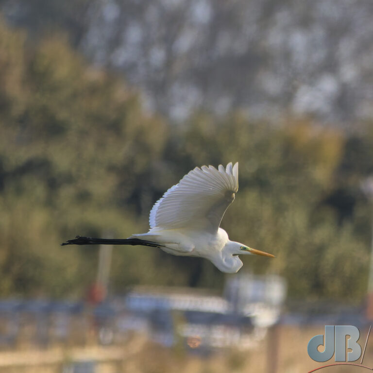 Great White Egret in flight against a leafy fenland backdrop