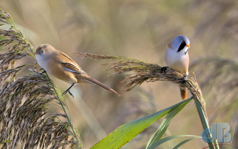 Female and male Bearded Reedling