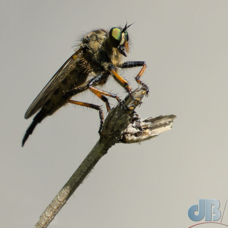 Robber Fly, Neoitamus cyanurus