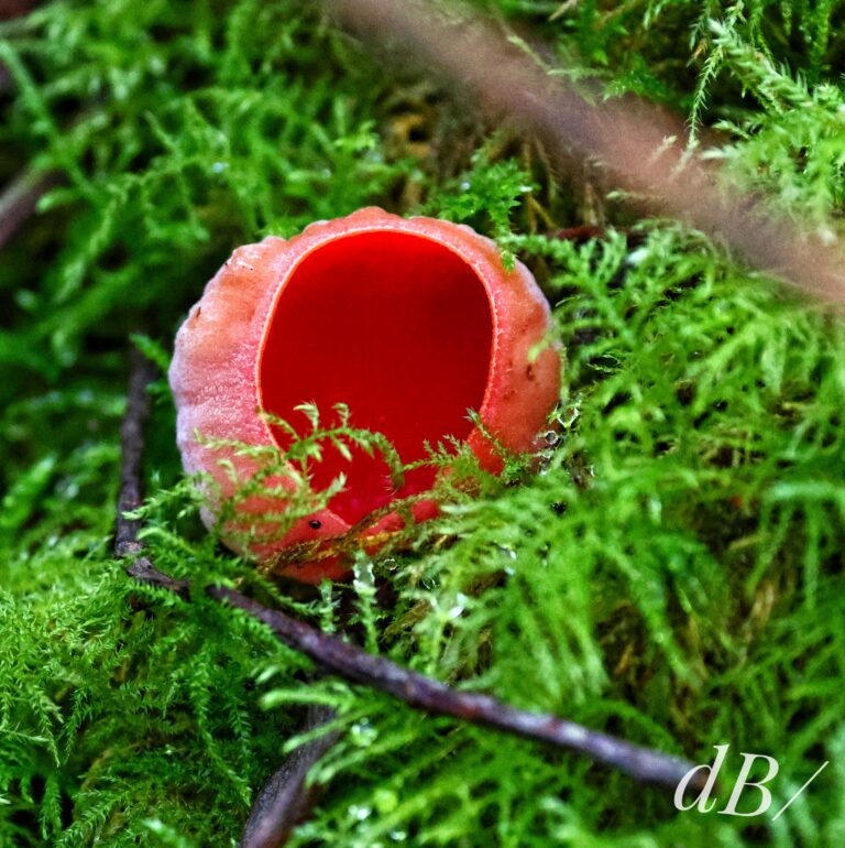 Scarlet Elf Cup, Sarcoscypha coccinea