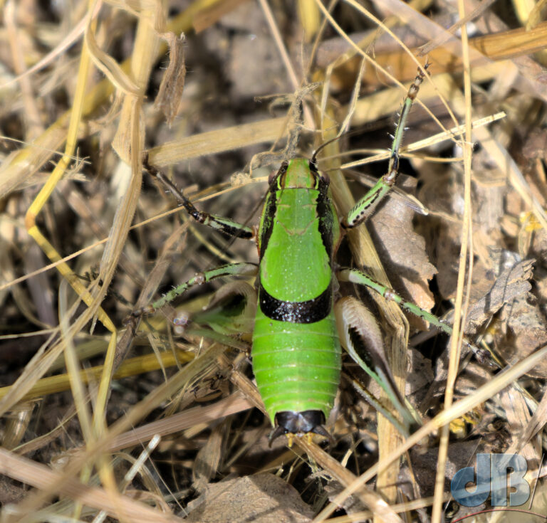 Schmidt's Marbled Bush Cricket, Eupholidoptera schmidti