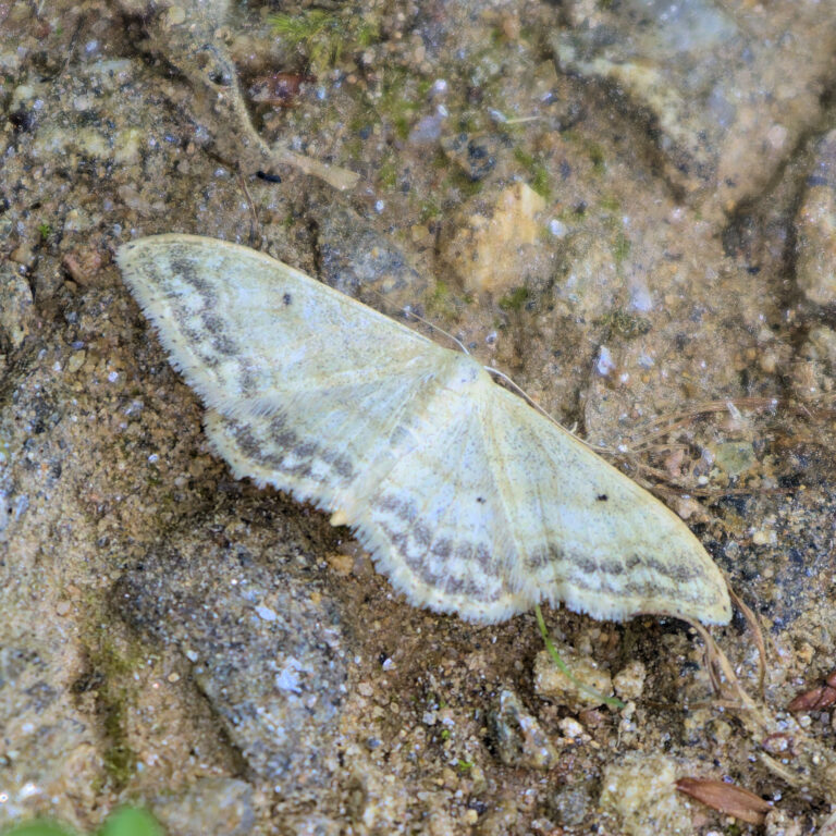 Small Fan-footed Wave, Idaea biselata