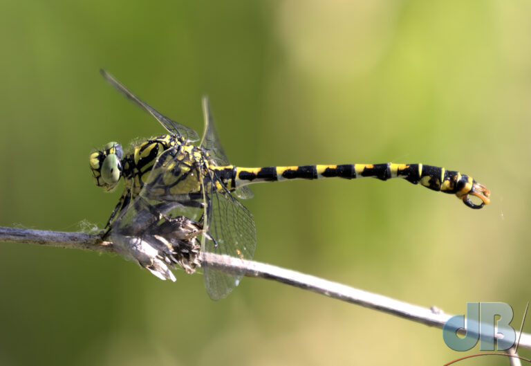 Small Pincertail, Onychogomphus forcipatus, Green-eyed Hooktail, Green-eyed Hook-tailed Dragonfly