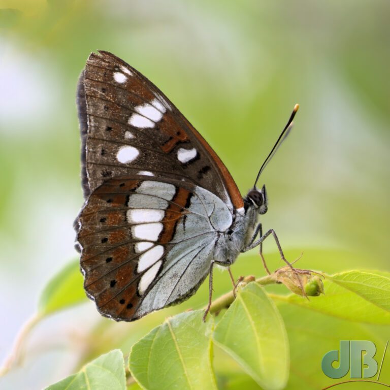 Southern White Admiral, Limenitis reducta