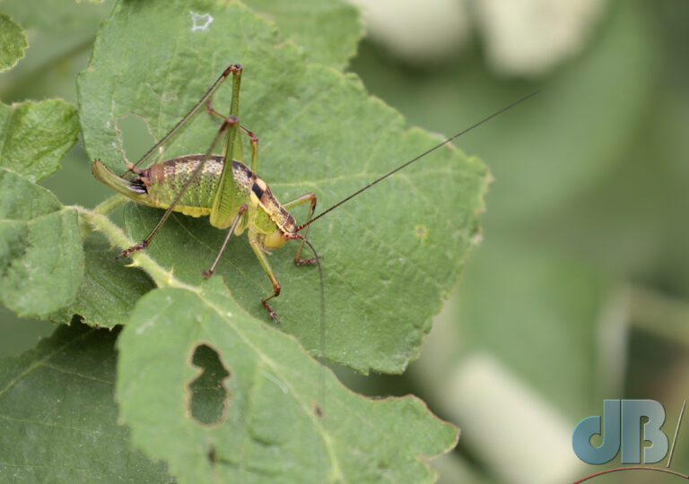 Speckled Bush-cricket, Leptophyes punctatissima