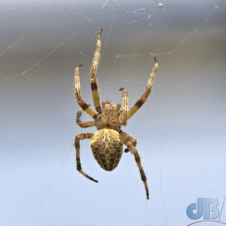 Spotted Orbweaver sp