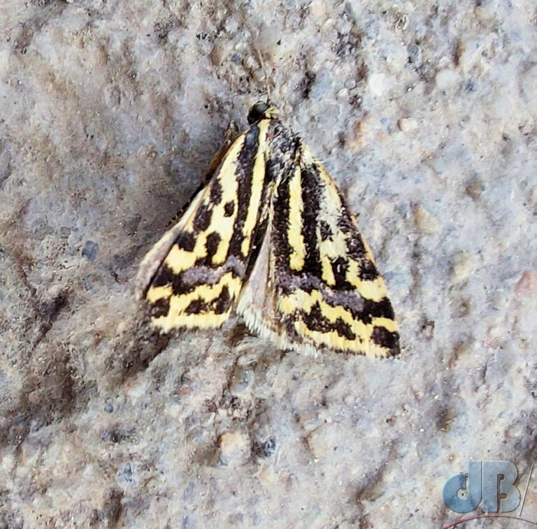Dotted Sulphur