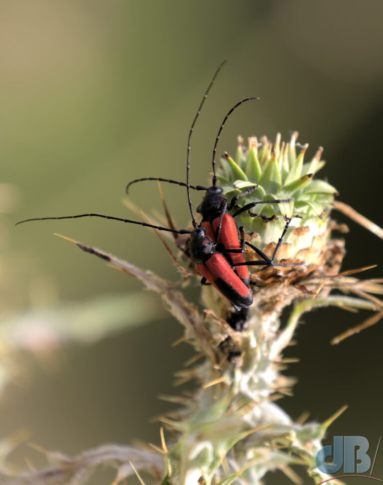 Black-striped Longhorn Beetle, Stenurella melanura, in cop