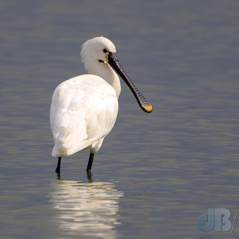 One of 70+ Spoonbill, Brownsea Island lagoon