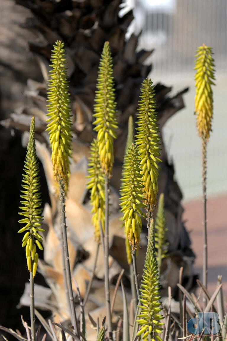 Aloe vera flowers