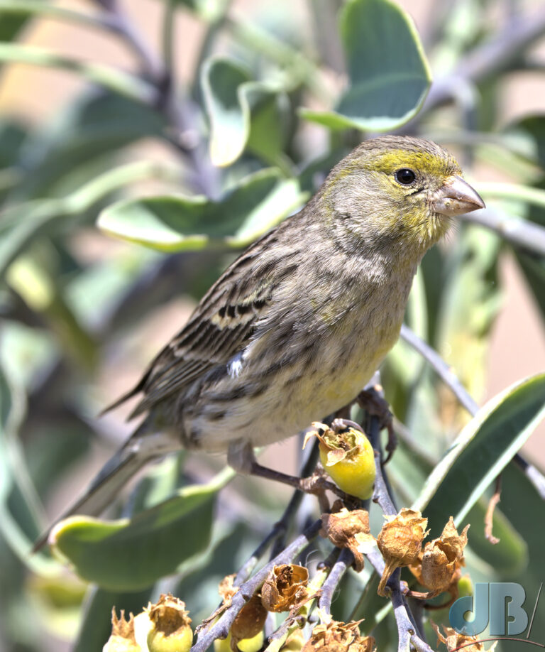 Atlantic Canary, Serinus canaria