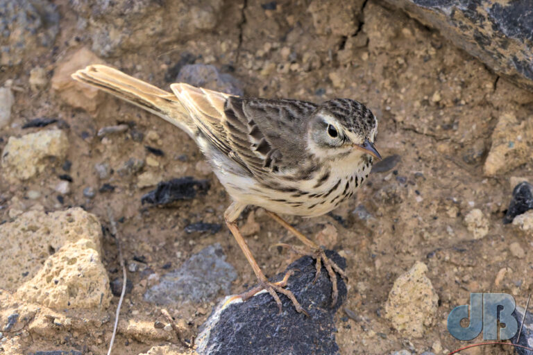 Bertholet’s Pipit, Anthus berthelotii, saw on El Teide and then on derelict area along coast