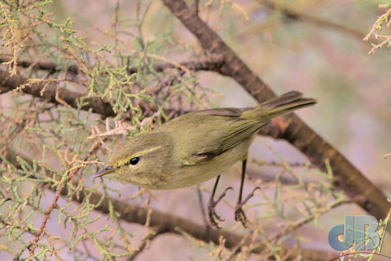 Canary Islands Chiffchaff, Phylloscopus canariensis