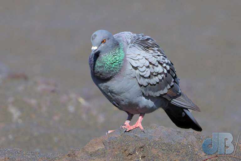 (Feral) Rock Dove, Columba liva, aka Common Pigeon