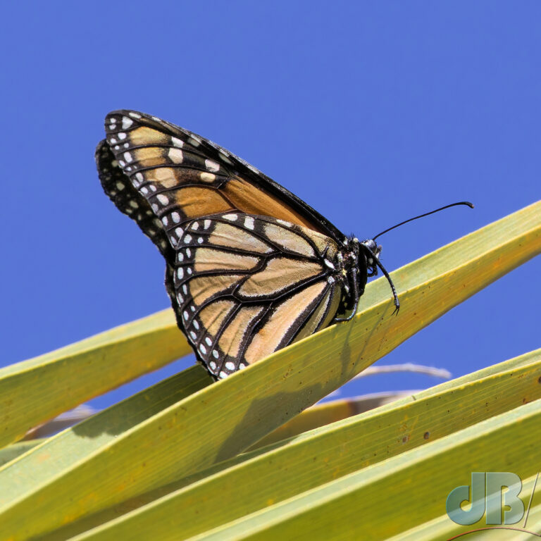 Monarch butterfly, Danaus plexippus