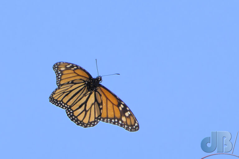 Monarch butterfly, Danaus plexippus