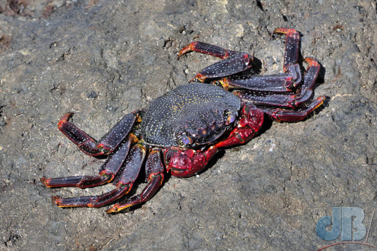 Red Rock Crab, Grapsus adscensionis