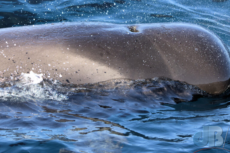 Short-finned Pilot Whale, Globicephala macrorhynchus