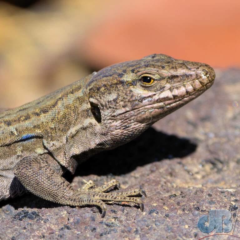 Southern Tenerife Lizard