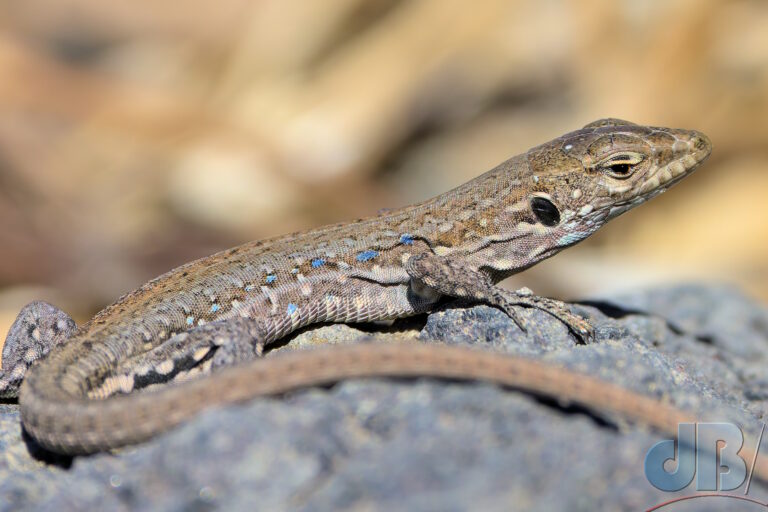 Southern Tenerife Lizard, Gallotia galloti galloti