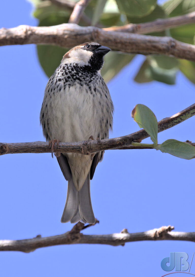 Spanish Sparrow, Passer hispaniolensis