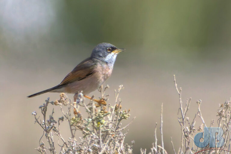 Spectacled Warbler, Curruca conspicillata