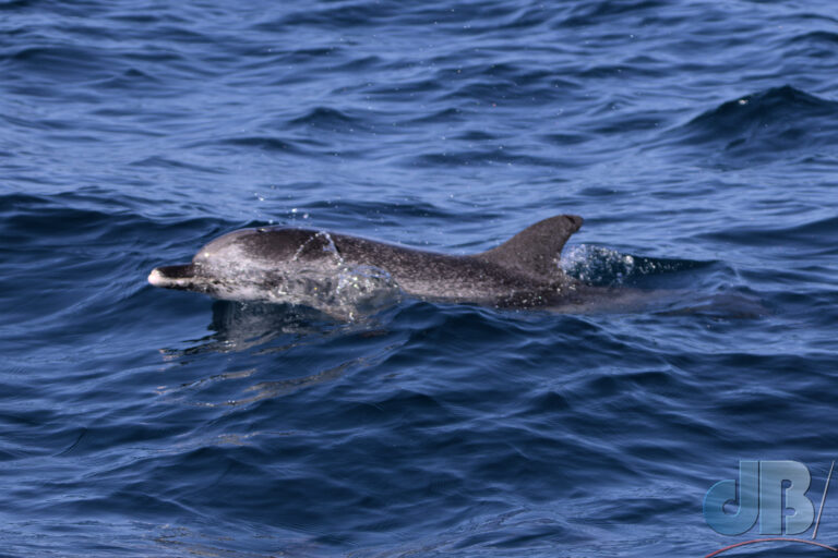 Atlantic Spotted Dolphin, Stenella frontalis