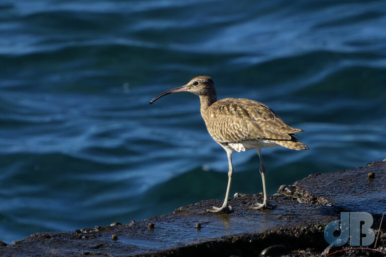 Eurasian Whimbrel, Numenius phaeopus